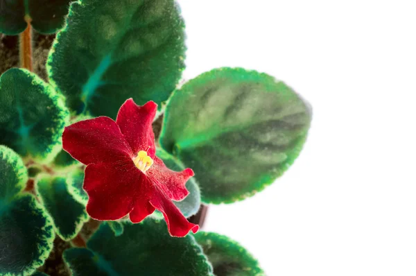 Red flower Saintpaulia — Stock Photo, Image