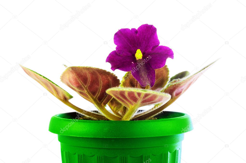 Saintpaulia in a green pot