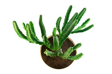 etli stapelia Üstten Görünüm