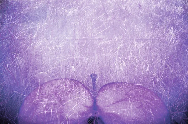 Bio grunge background violet apple — Stock Photo, Image