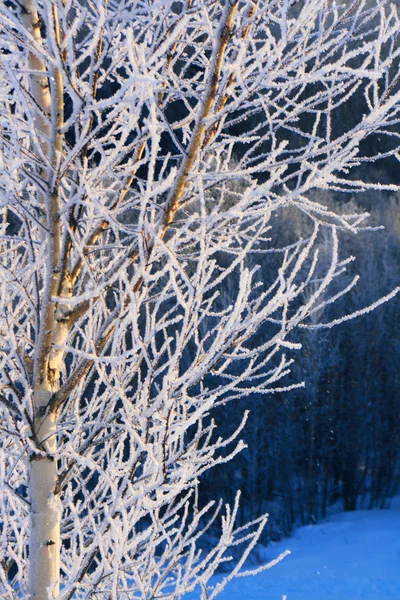 Schönheit des Winters — Stockfoto