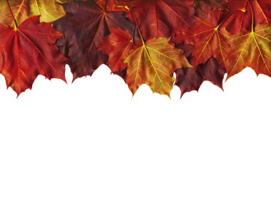 Autumn leaves clipart