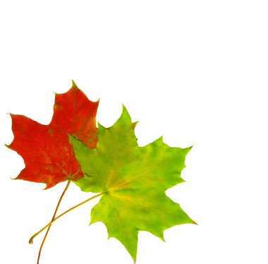 Beautiful autumn leaves clipart