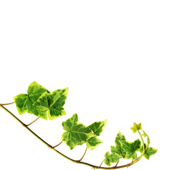 Green ivy clipart