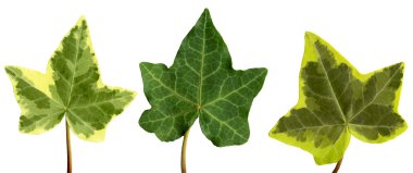 Green ivy clipart