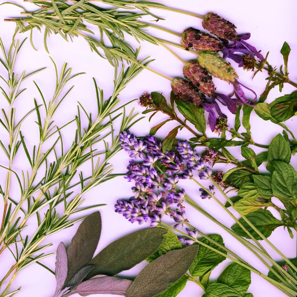 Background made from healing herbs — Stock Photo, Image