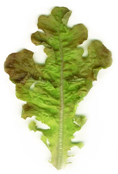 Folhas de salada fresca — Fotografia de Stock