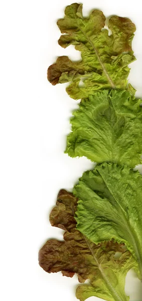 Frunzele proaspete de salată — Fotografie, imagine de stoc