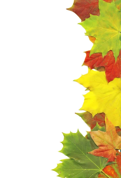 Hermosas hojas de otoño — Foto de Stock