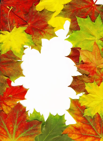 Красивые осенние листья — стоковое фото