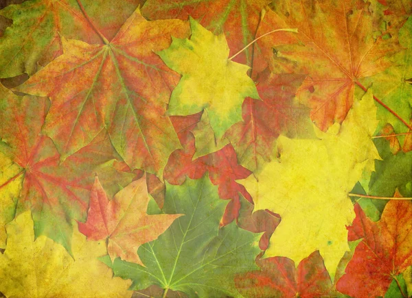 Hermosas hojas de otoño — Foto de Stock