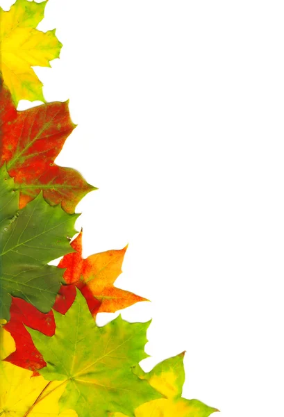 Lindas folhas de outono — Fotografia de Stock