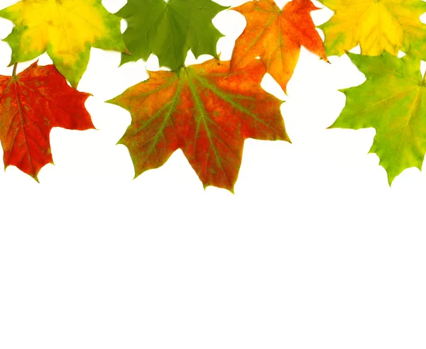 Beautiful autumn leaves — Stock Photo, Image