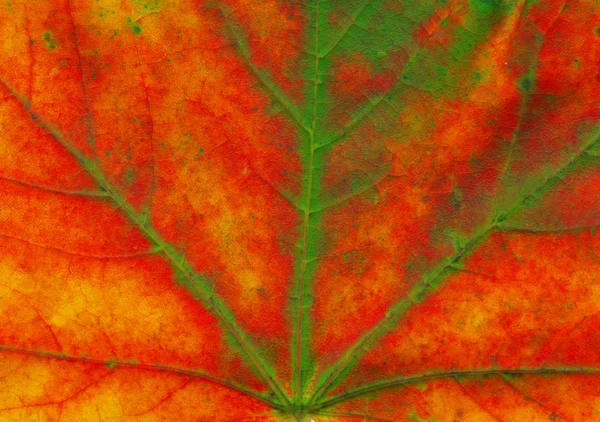 Mooie Herfstbladeren — Stockfoto