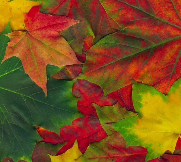 Belles feuilles d'automne — Photo
