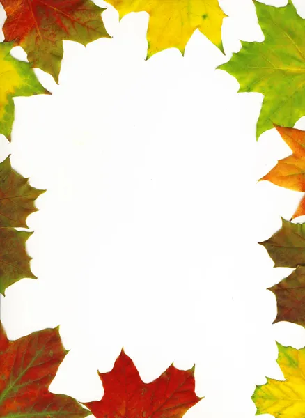 Piękne Jesienne liście — Zdjęcie stockowe