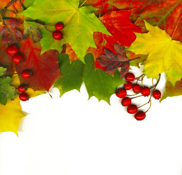 Krásné podzimní listí — Stock fotografie