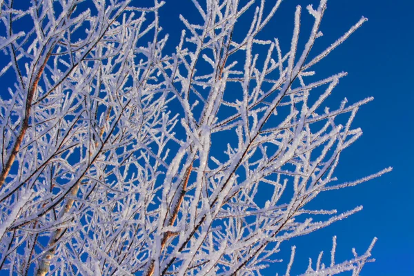 Snow Covered Branches — Stock Photo, Image