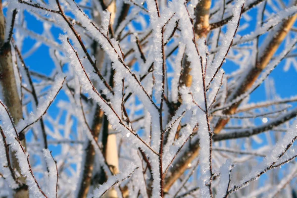 Snow Covered Branches — Stock Photo, Image