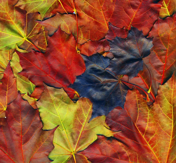 Czerwona jesień liście — Zdjęcie stockowe