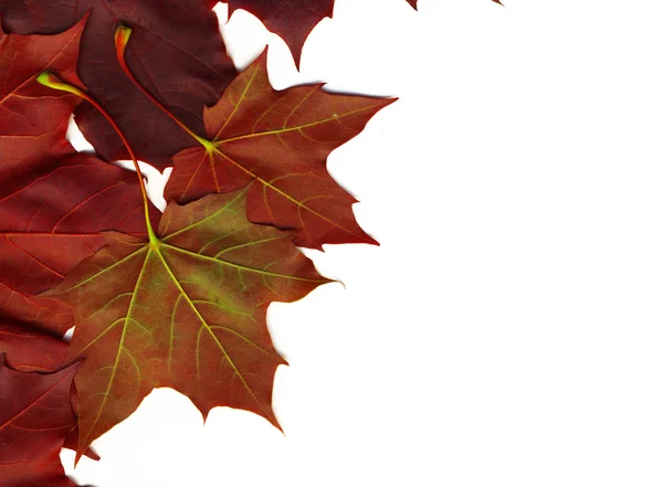 Vörös őszi levelek — Stock Fotó