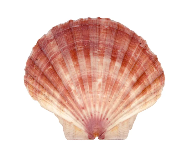 Isolated shell — Stock Photo, Image