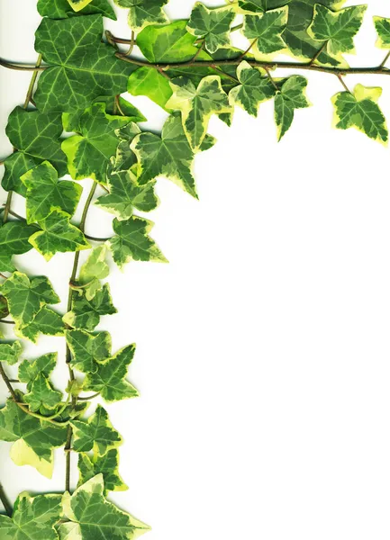Gröna ivy — Stockfoto