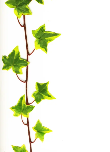 绿色的常春藤 — 图库照片