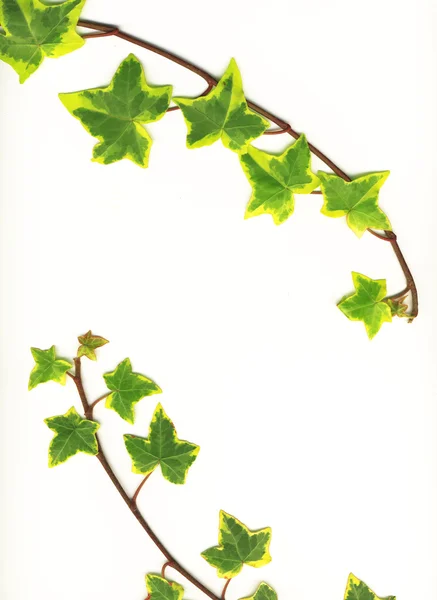 Зеленый плющ — стоковое фото