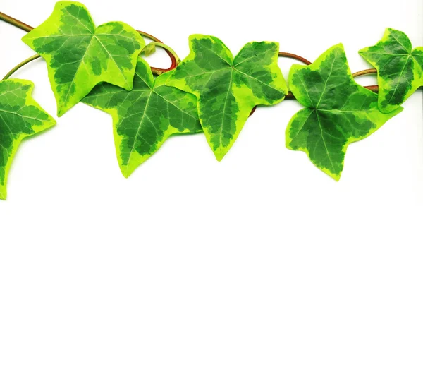 Green ivy — Stock Photo, Image
