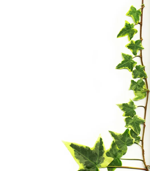 Green ivy — Stock Photo, Image