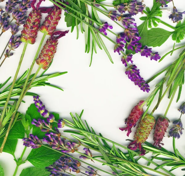Healing herbs — Stock Photo, Image