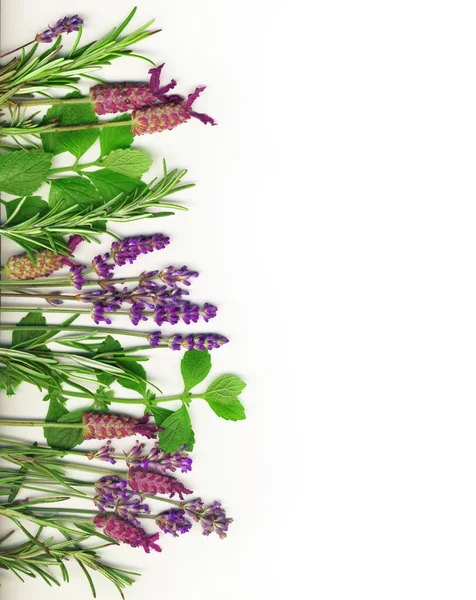 Healing herbs — Stock Photo, Image