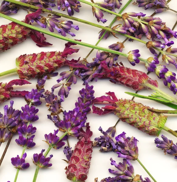 Healing herbs — Stock Photo, Image