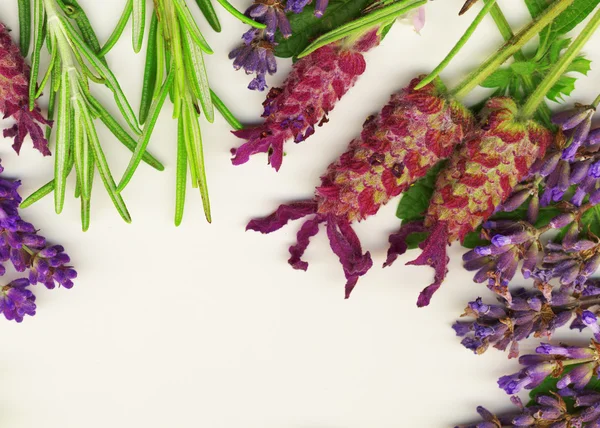 :Lavendel en rozemarijn — Stockfoto
