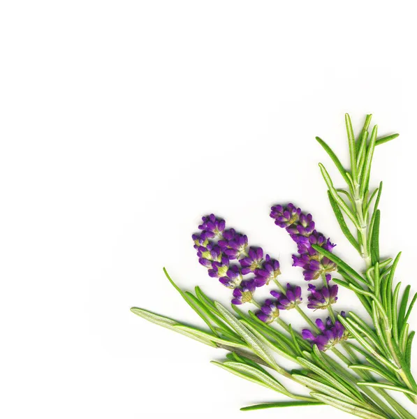 :Lavender and Rosemary — Stock Photo, Image