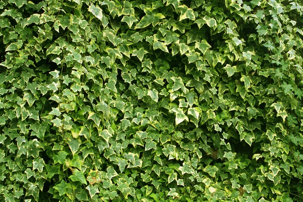 Fundo abstrato de folhas de hera verde exuberante — Fotografia de Stock