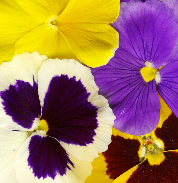 Close-up of colourful viola tricolor