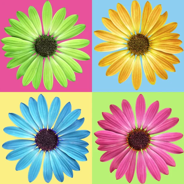 Flowers of spring in bloom, isolated. Pattern. — Stock Photo, Image
