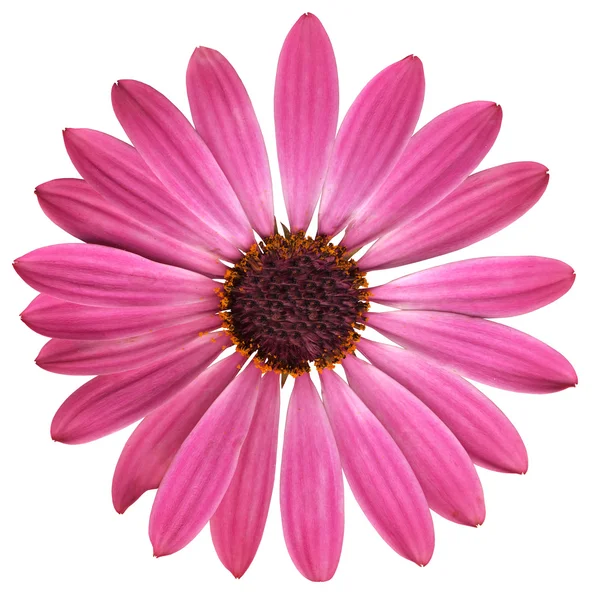:camomila rosa com centro escuro — Fotografia de Stock