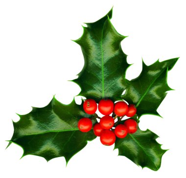 Clipping path. a sprig of holly isolated on a white background clipart