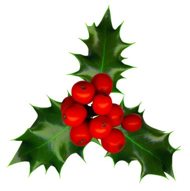 Clipping path. a sprig of holly isolated on a white background clipart