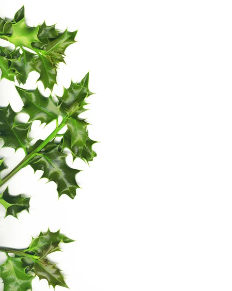 Christmas border made of green holly , isolated on white — Stock Photo, Image