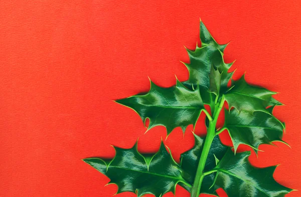 Weihnachten Stechpalme isoliert auf rot — Stockfoto