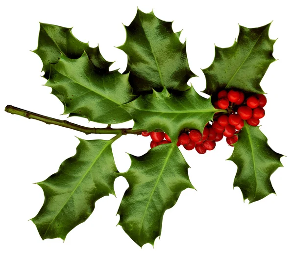 A sprig of holly isolated on a white background — Zdjęcie stockowe