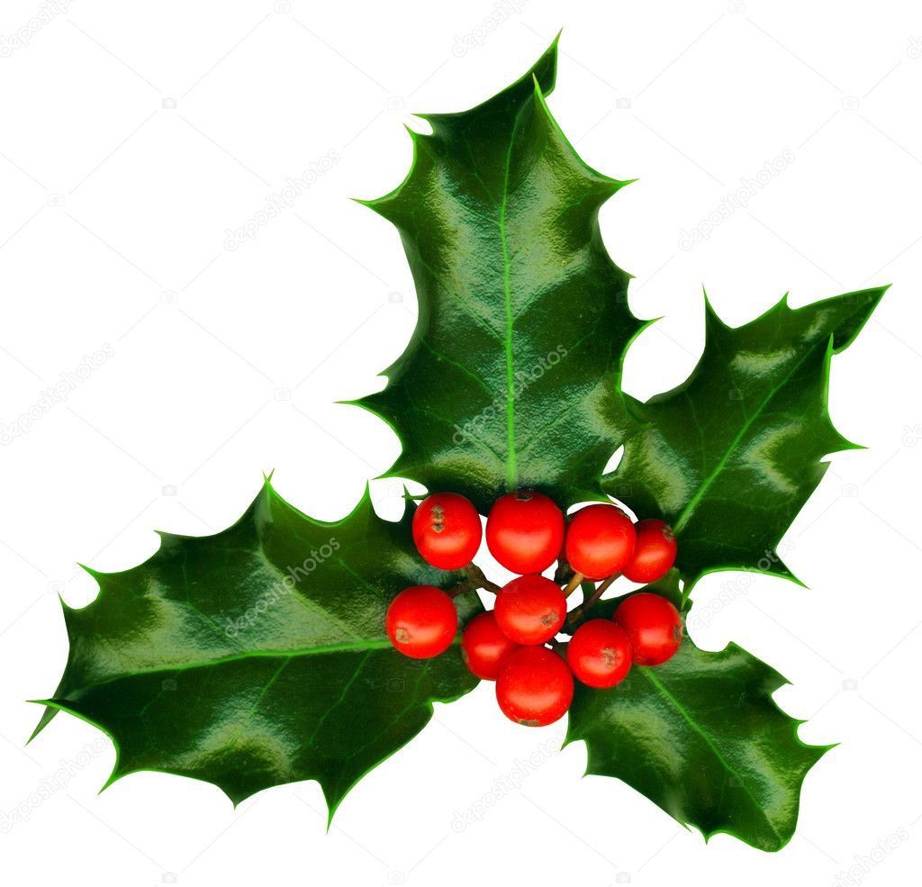 Clipping path. a sprig of holly isolated on a white background
