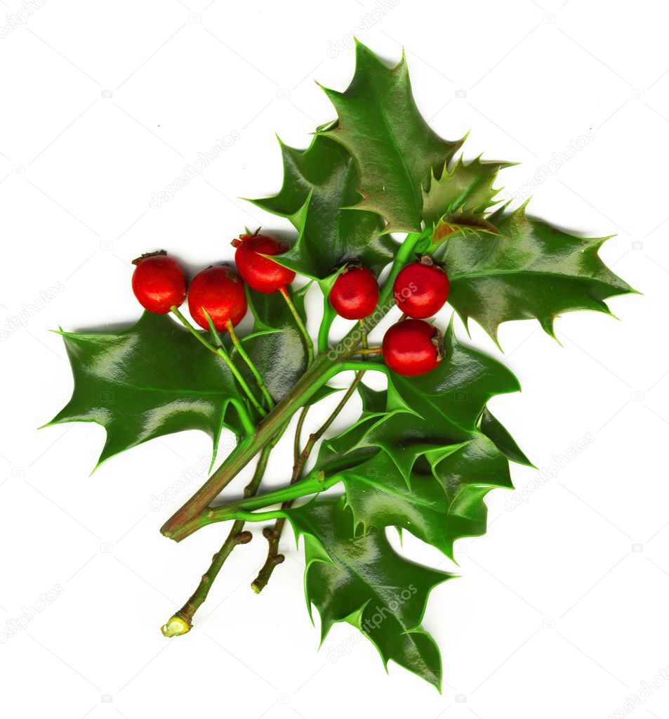 A sprig of holly isolated on a white background