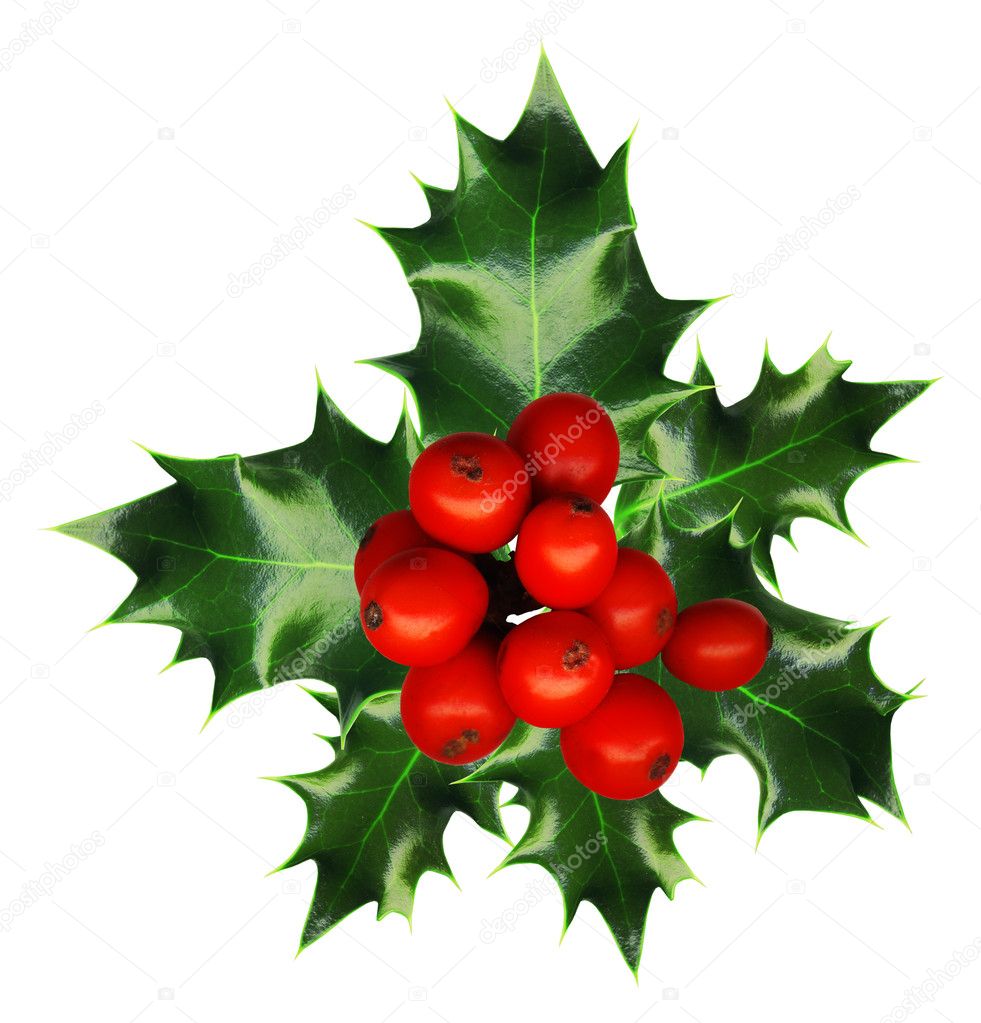 A sprig of holly isolated on a white background
