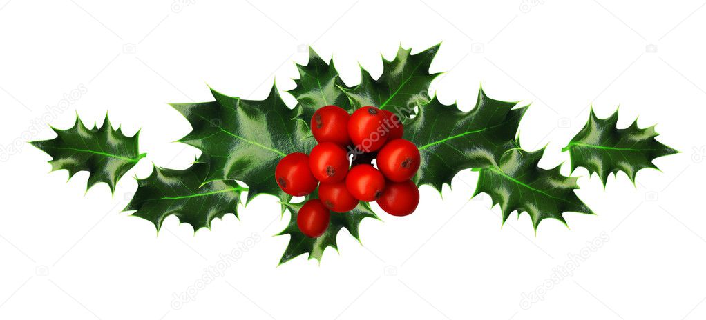 Clipping Path, Branch of Holly, design element, isolated on white backgroun