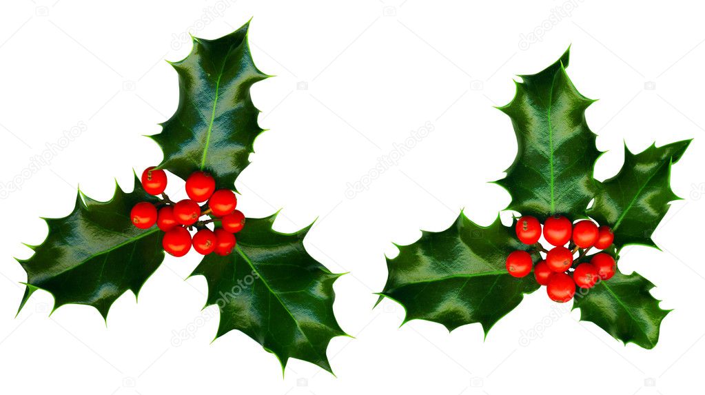 Clipping path. 2 sprigs of holly isolated on a white background